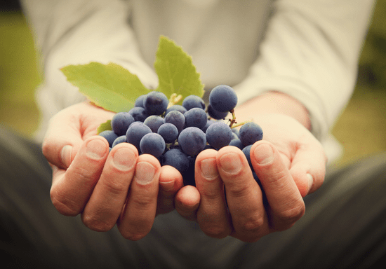 WSET Level 1 Award in Grape Tasting for Beginners