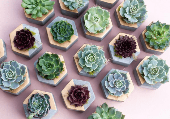 DIY Mini Succulent Planters for Kids - Ages: 8-14