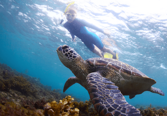 Experience Snorkeling (Fujairah)
