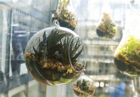 Build your Own Terrarium