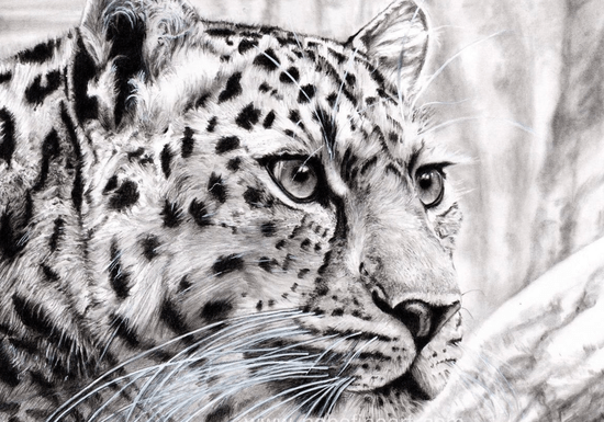 Online Class: Sketching with Graphite for Beginners