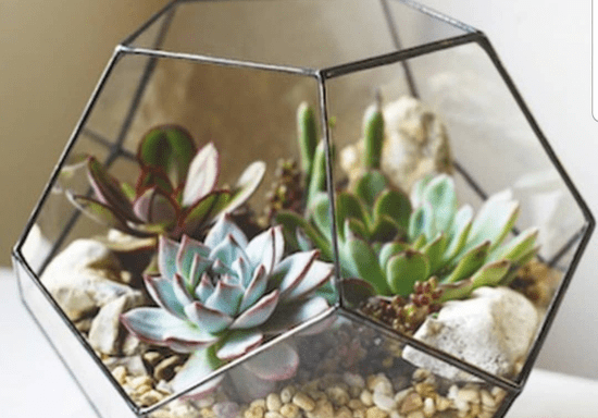 DIY Terrarium