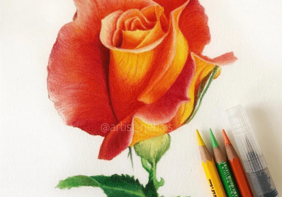 Online Class: Drawing with Watercolor Pencils