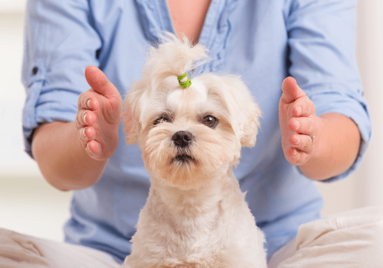 Online Class: Private Energy Healing for Animals